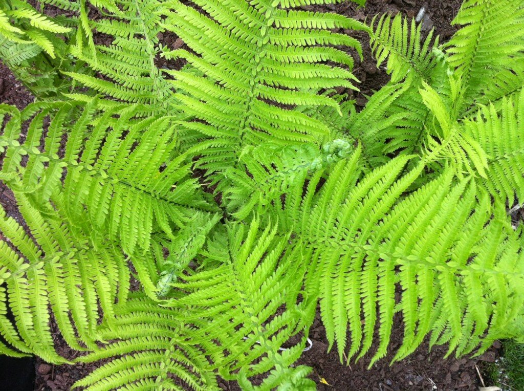 Sakonnet Gardens Ferns