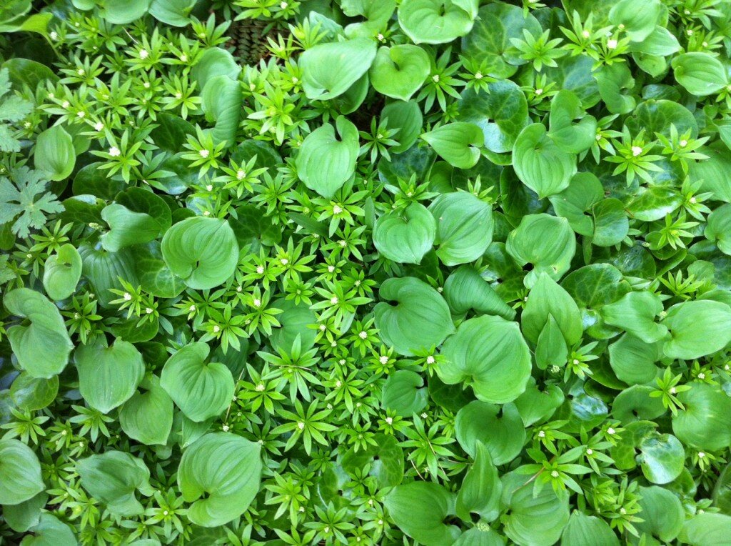 Sakonnet Gardens Greens