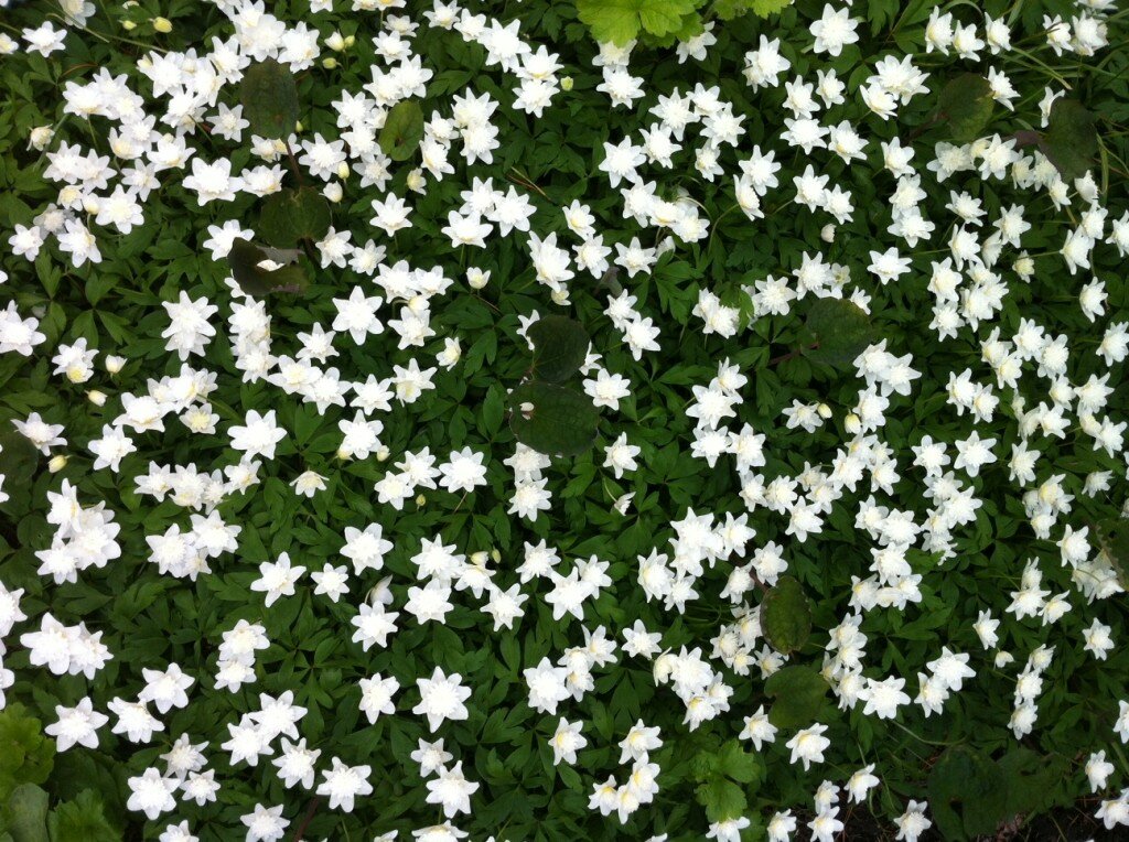 Sakonnet Gardens Groundcover