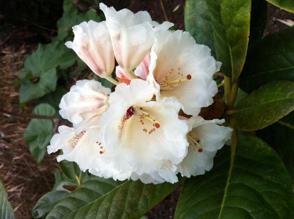 Sakonnet Gardens Rhodo White