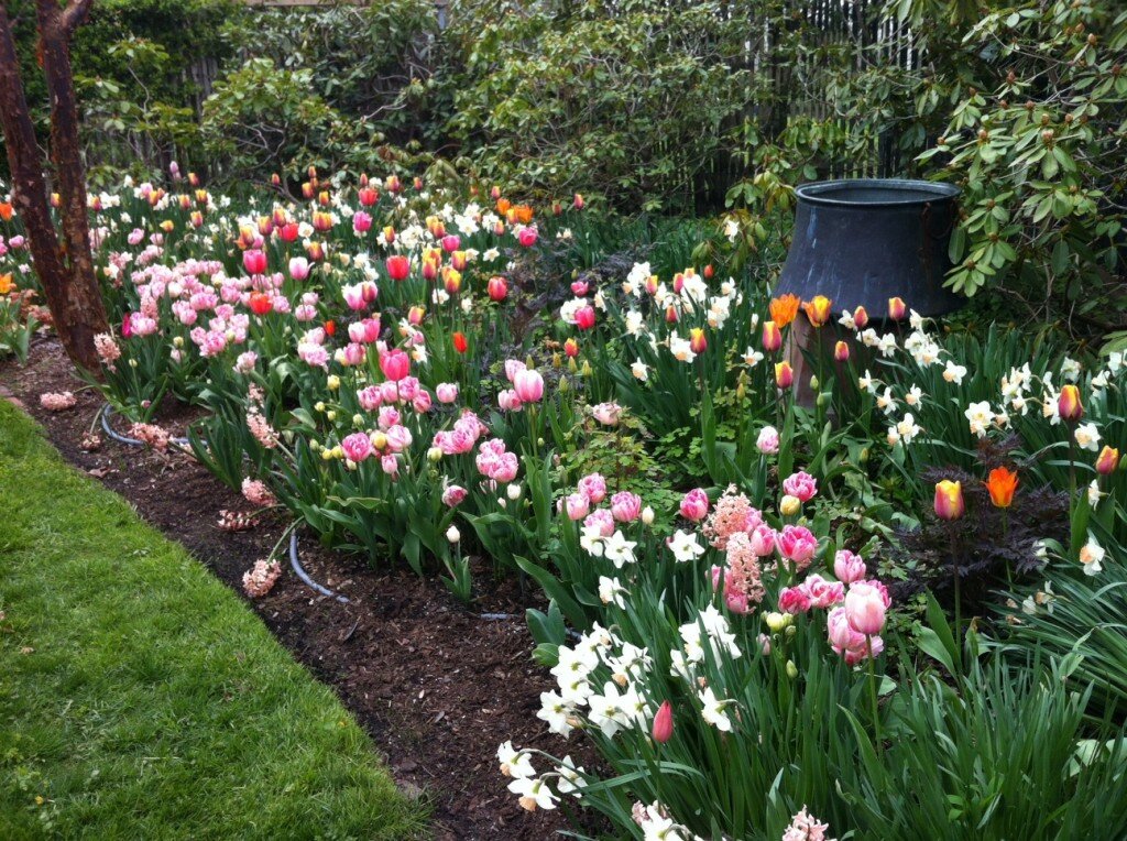 Sakonnet Gardens Tulips2